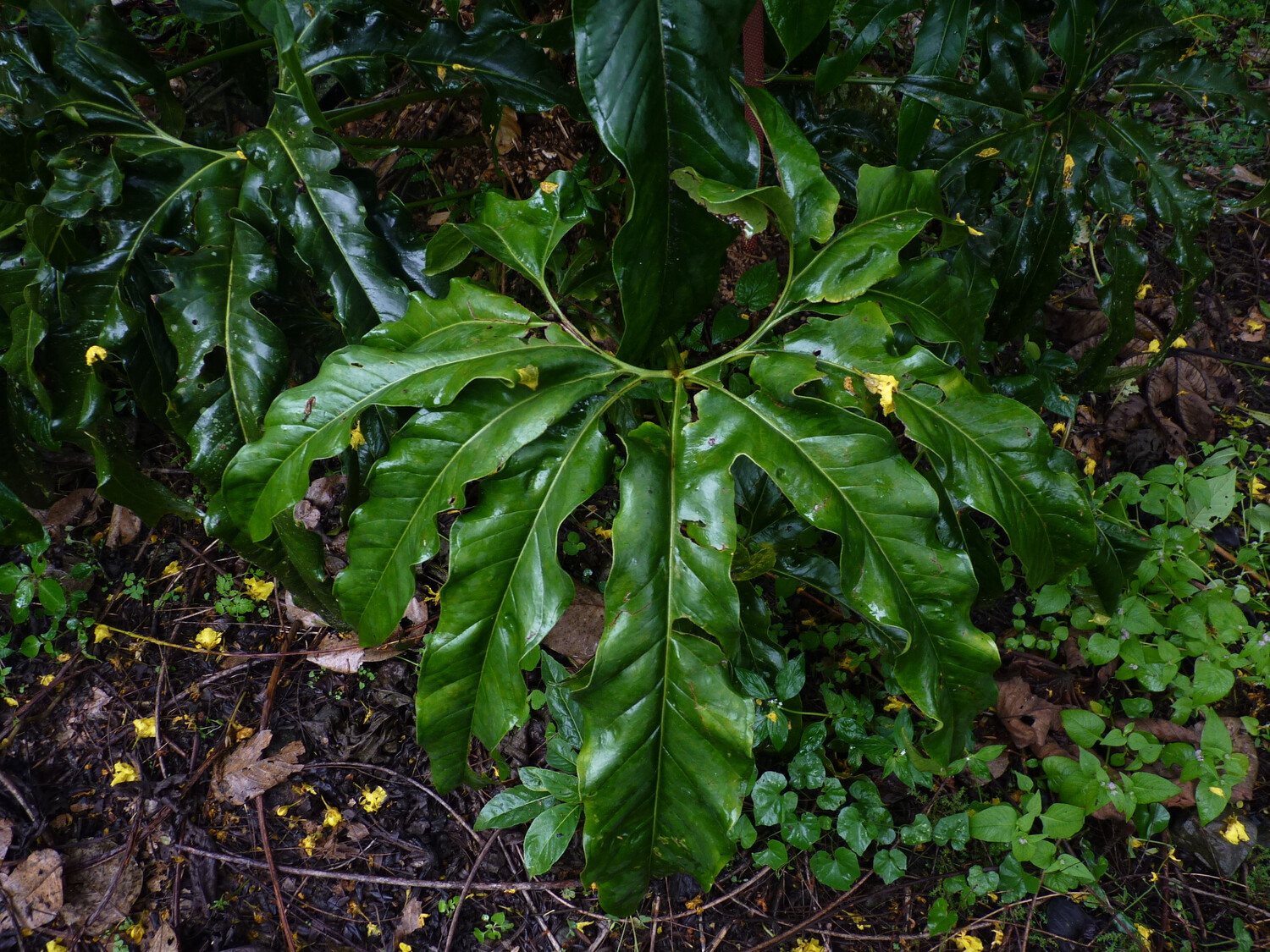 Anthurium Pedatum Show