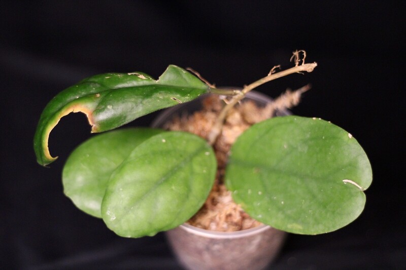 Hoya Viola B