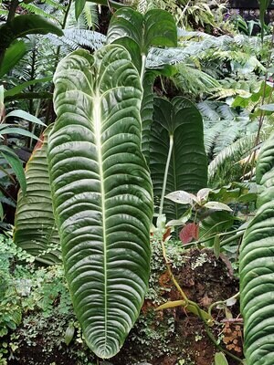 Anthurium Veitchii Show