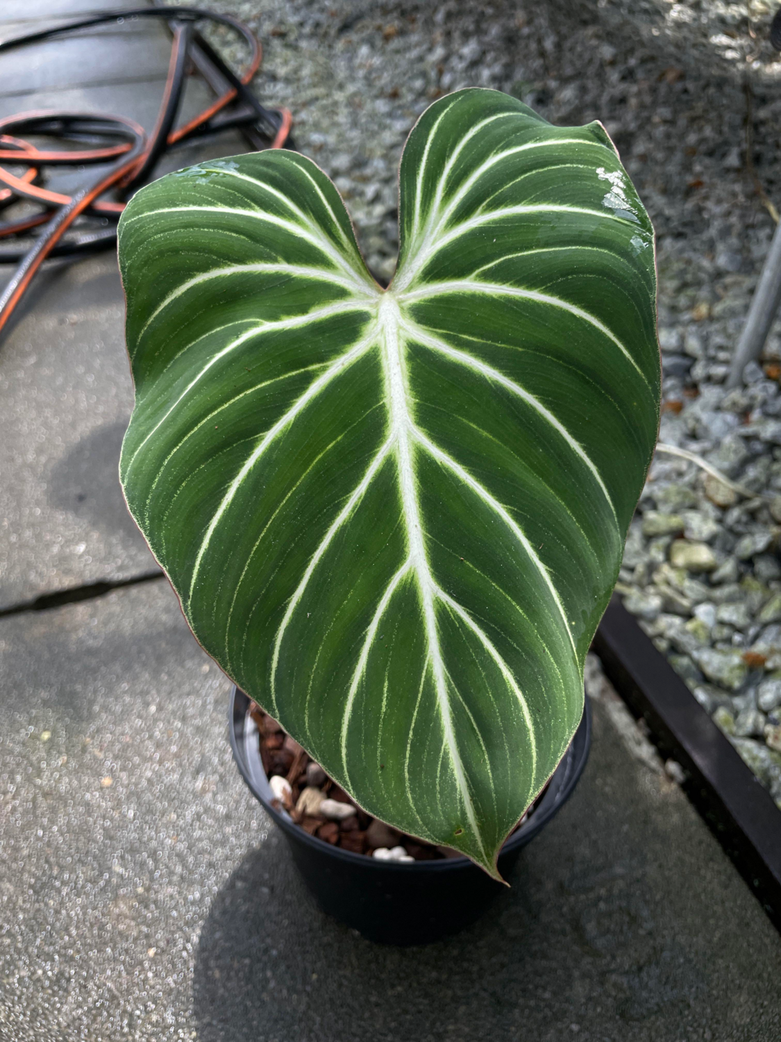 Philodendron Gloriosum "pink" Show