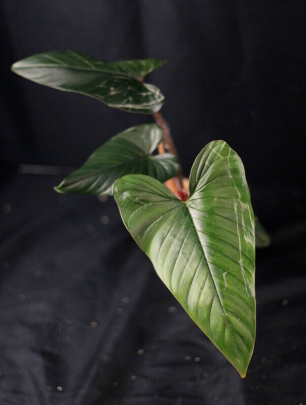 Philodendron Squamicaule (Large) - A