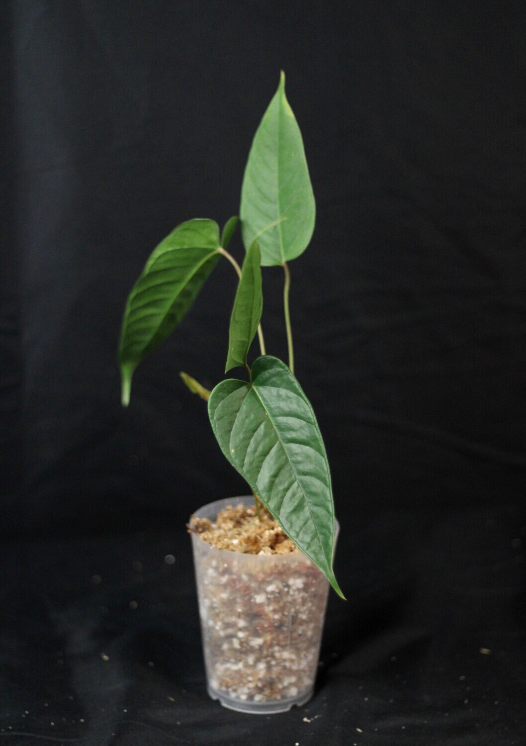 Anthurium Flavolineatum Imperfect