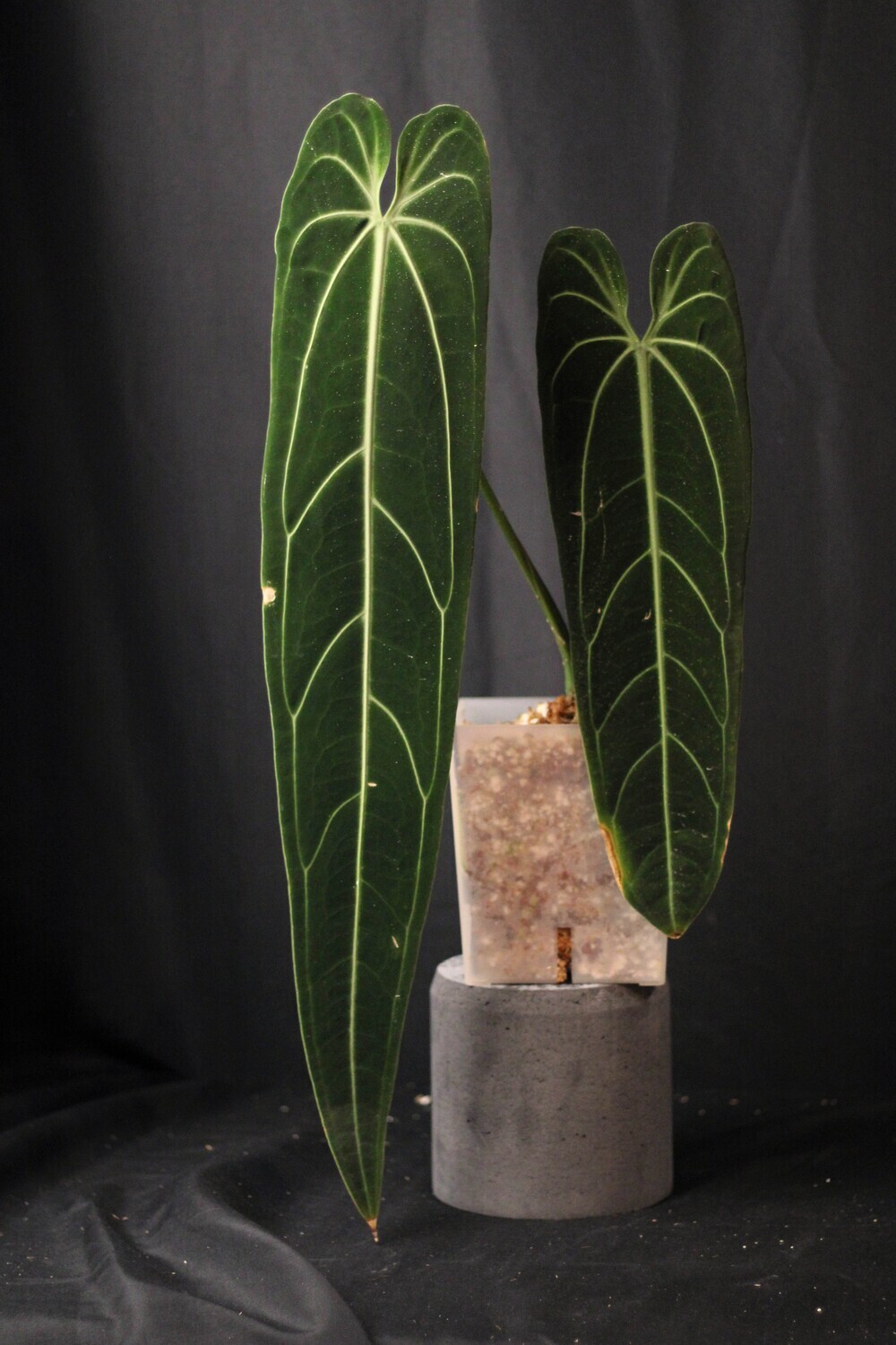 Anthurium Warocqueanum XXL “Narrow Dark”
