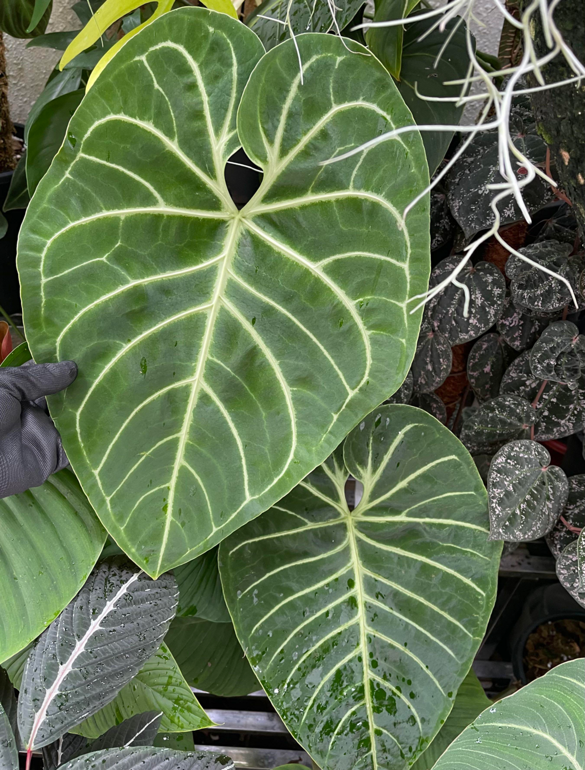 Anthurium Regale