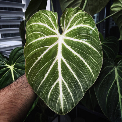 Philodendron Gloriosum Varigated Show