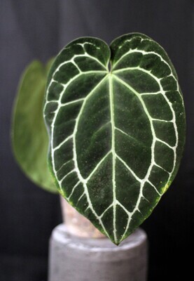 Anthurium Crystallinum “Black” Show