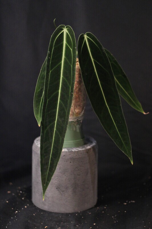 Anthurium Warocqueanum "Narrow Dark"