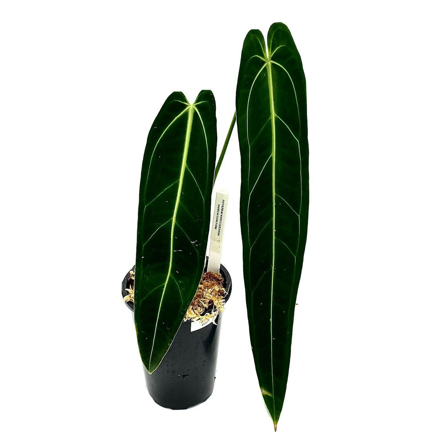 Anthurium Warocqueanum Show