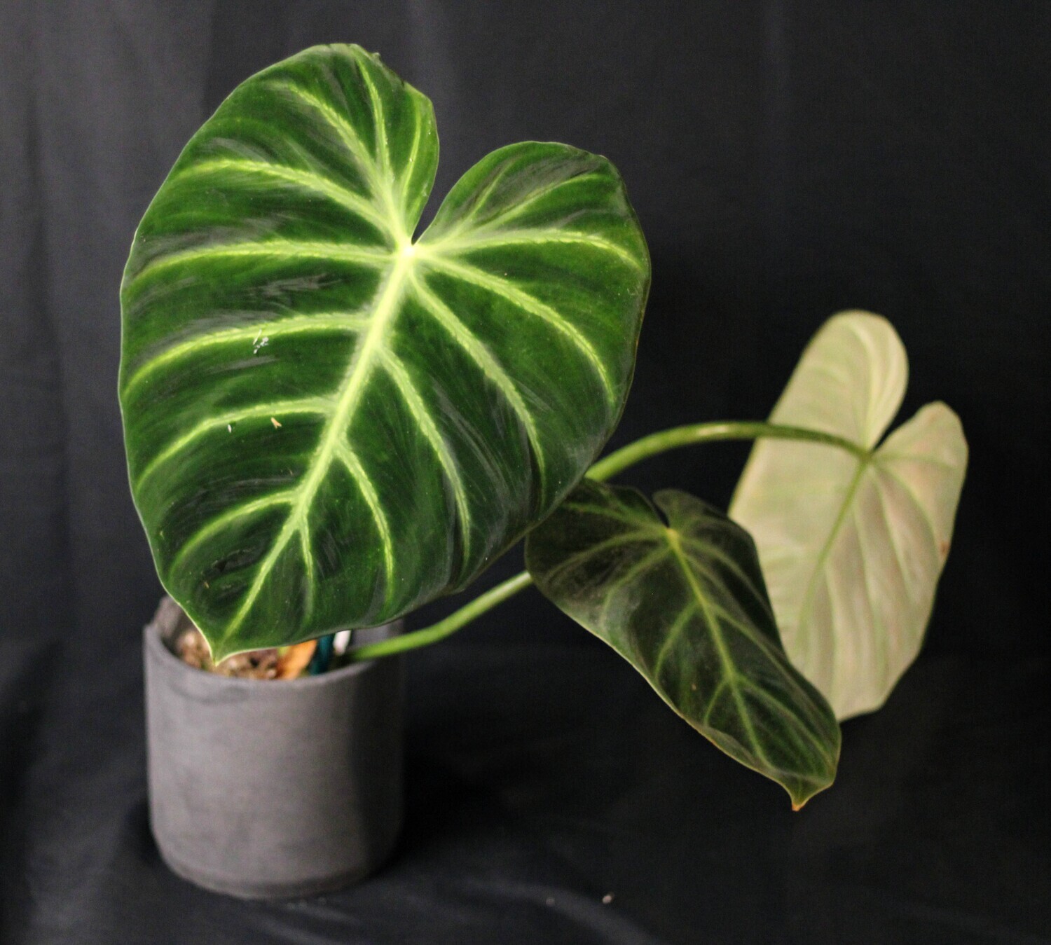 Philodendron Luxurians Show