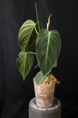 Philodendron Melanochrysum - B