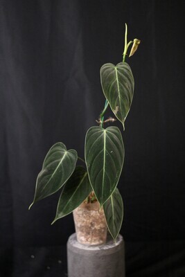 Philodendron Melanochrysum - A