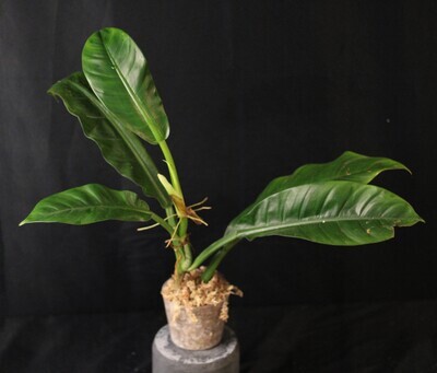 Philodendron Pseudauriculatum - A