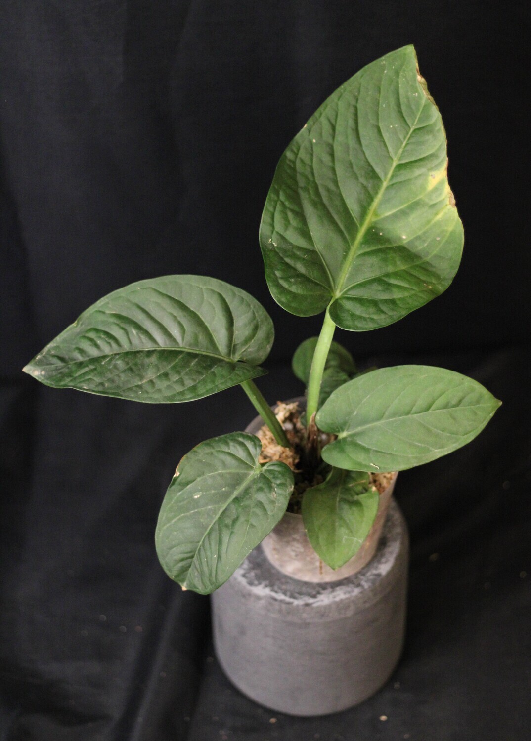 Anthurium Pulcachense