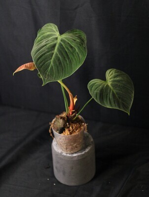Philodendron El Choco - Show