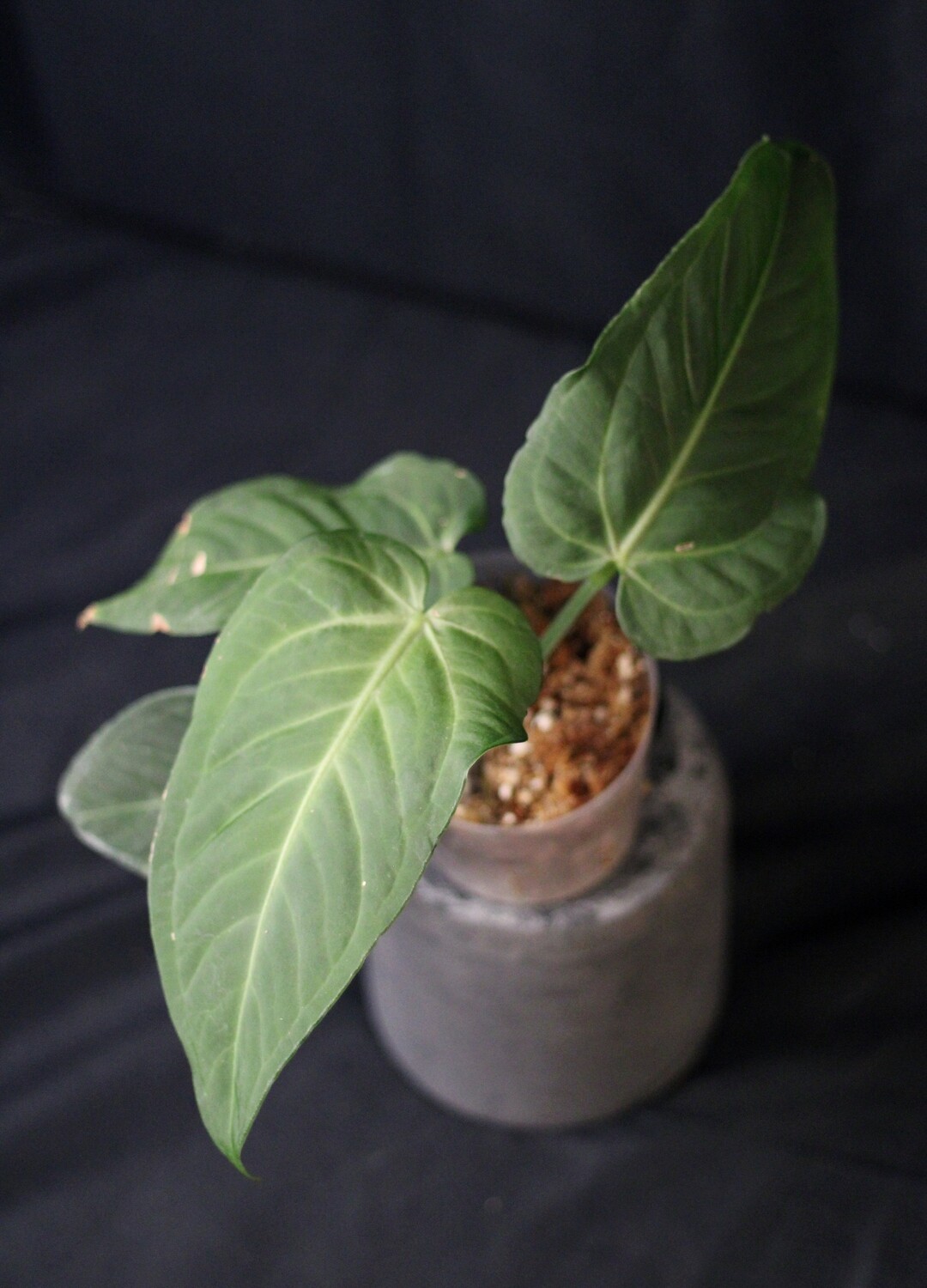 Anthurium Villenaorum x Pulcachense - A
