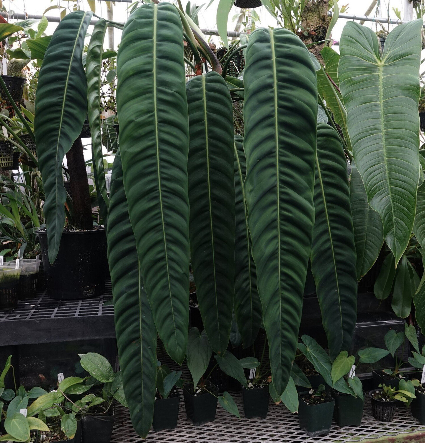 Philodendron Patriciae Show