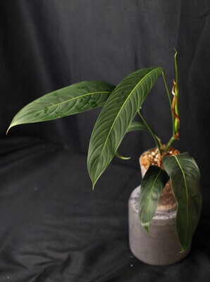 Philodendron Heterocraspedon Show