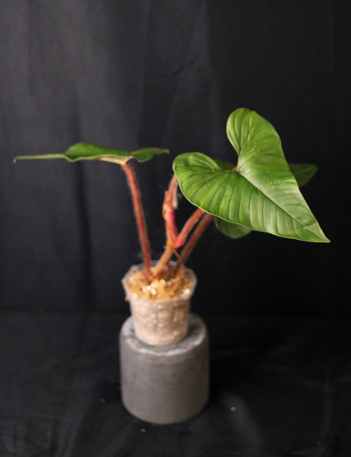Philodendron Squamicaule - A