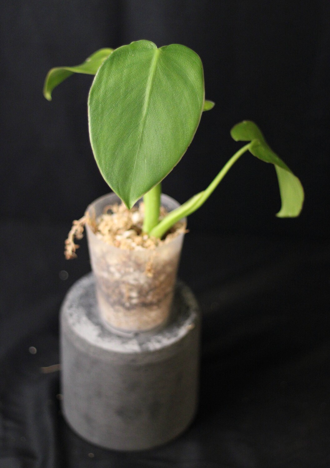 Philodendron Rugosum Show