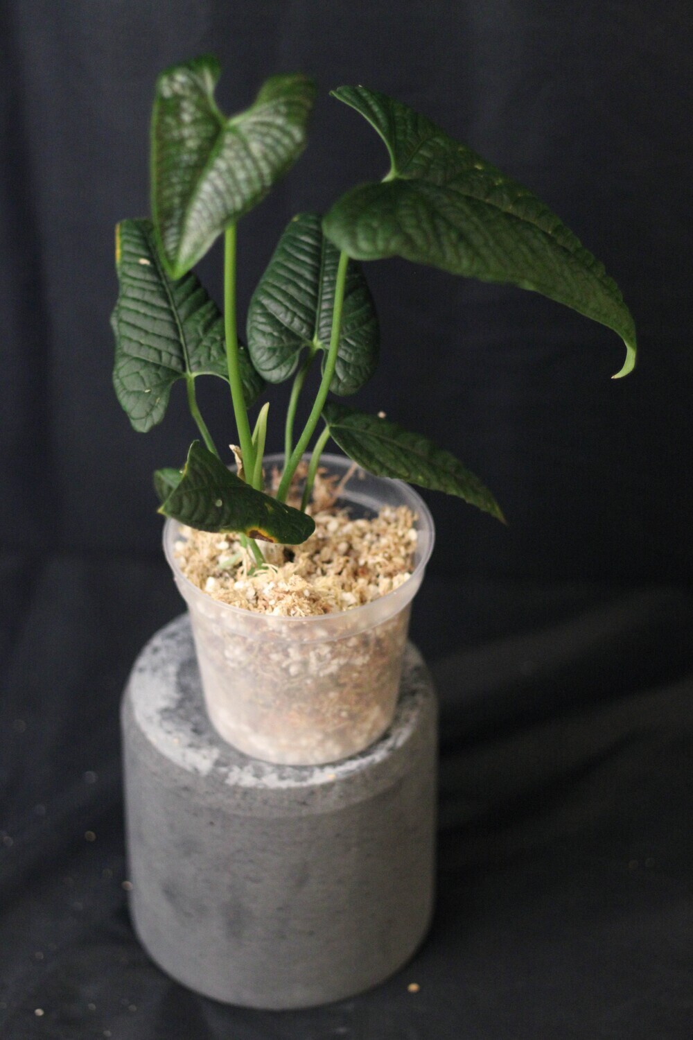 Anthurium Carla Show