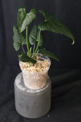 Anthurium Carla Show