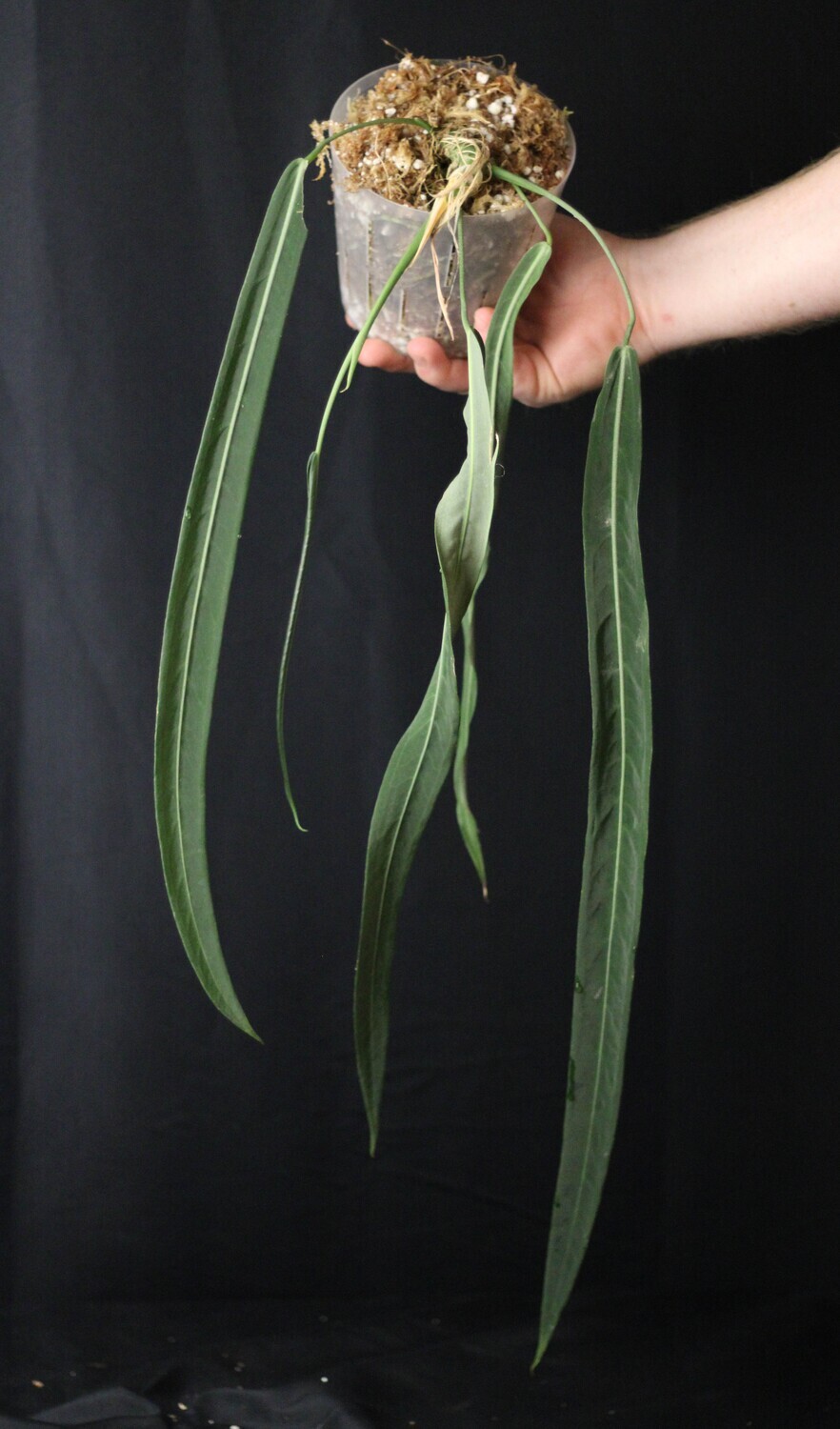 Anthurium Pallidiflorum Show