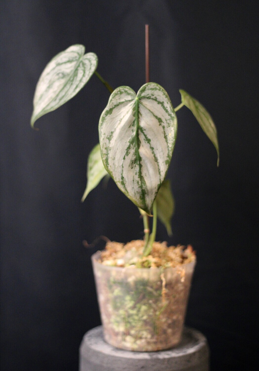 Philodendron Brandtianum - A