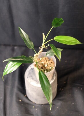 Philodendron 69686 - B