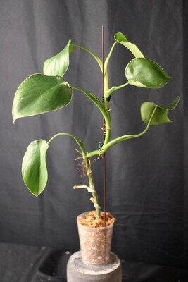 Philodendron Rugosum XL - A