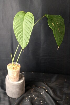 Anthurium Cuspidatum - A
