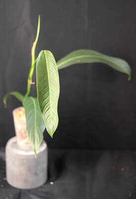Philodendron Heterocraspedon - A