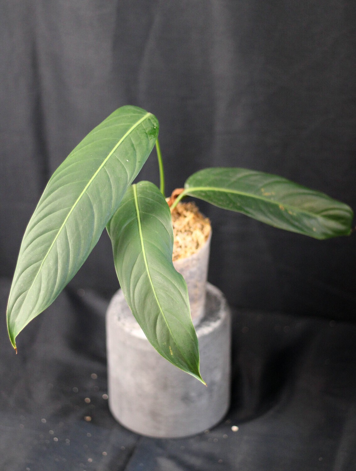 Philodendron Heterocraspedon - B