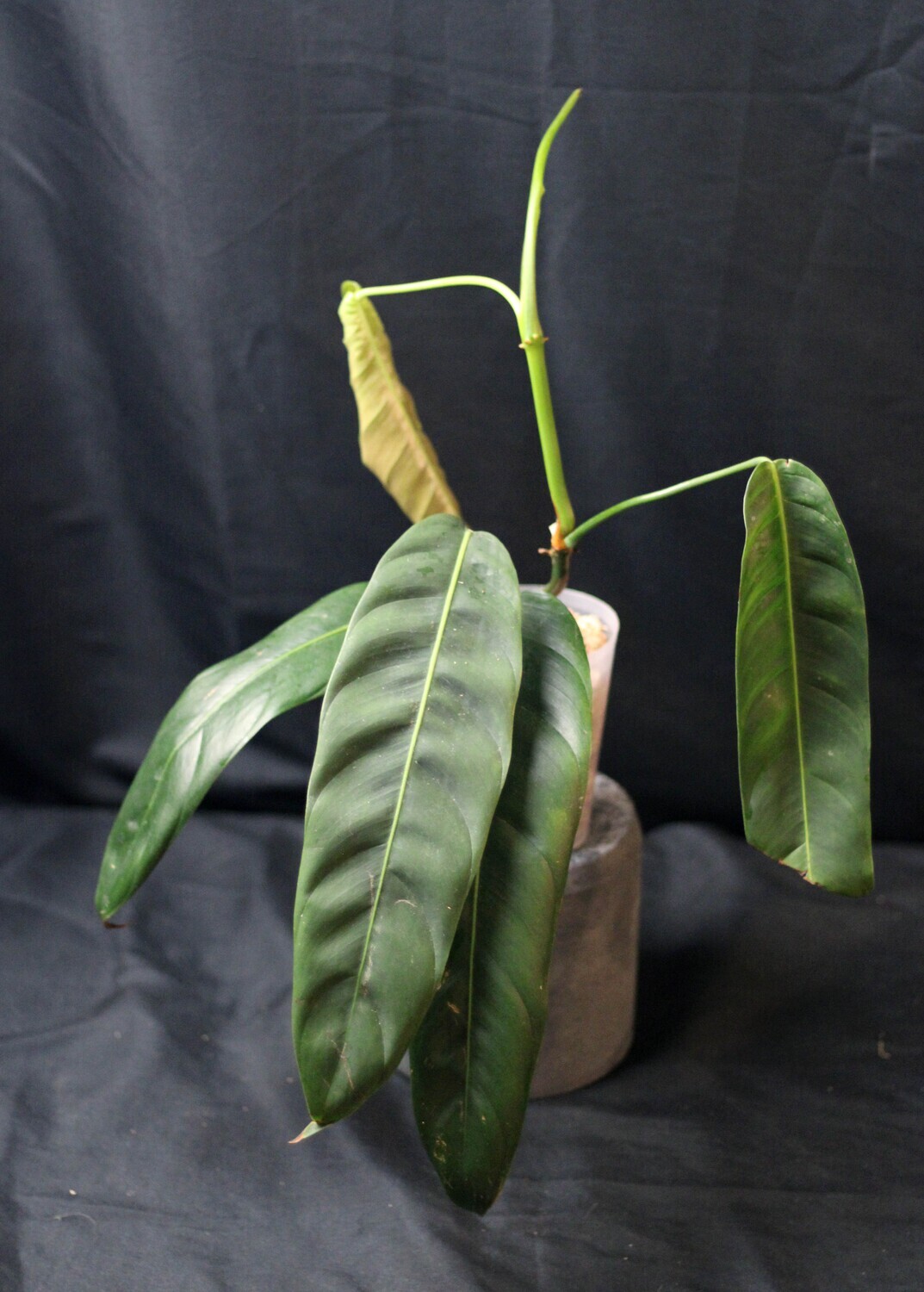 Philodendron Patriciae - B