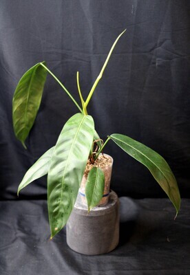 Philodendron Patriciae - A