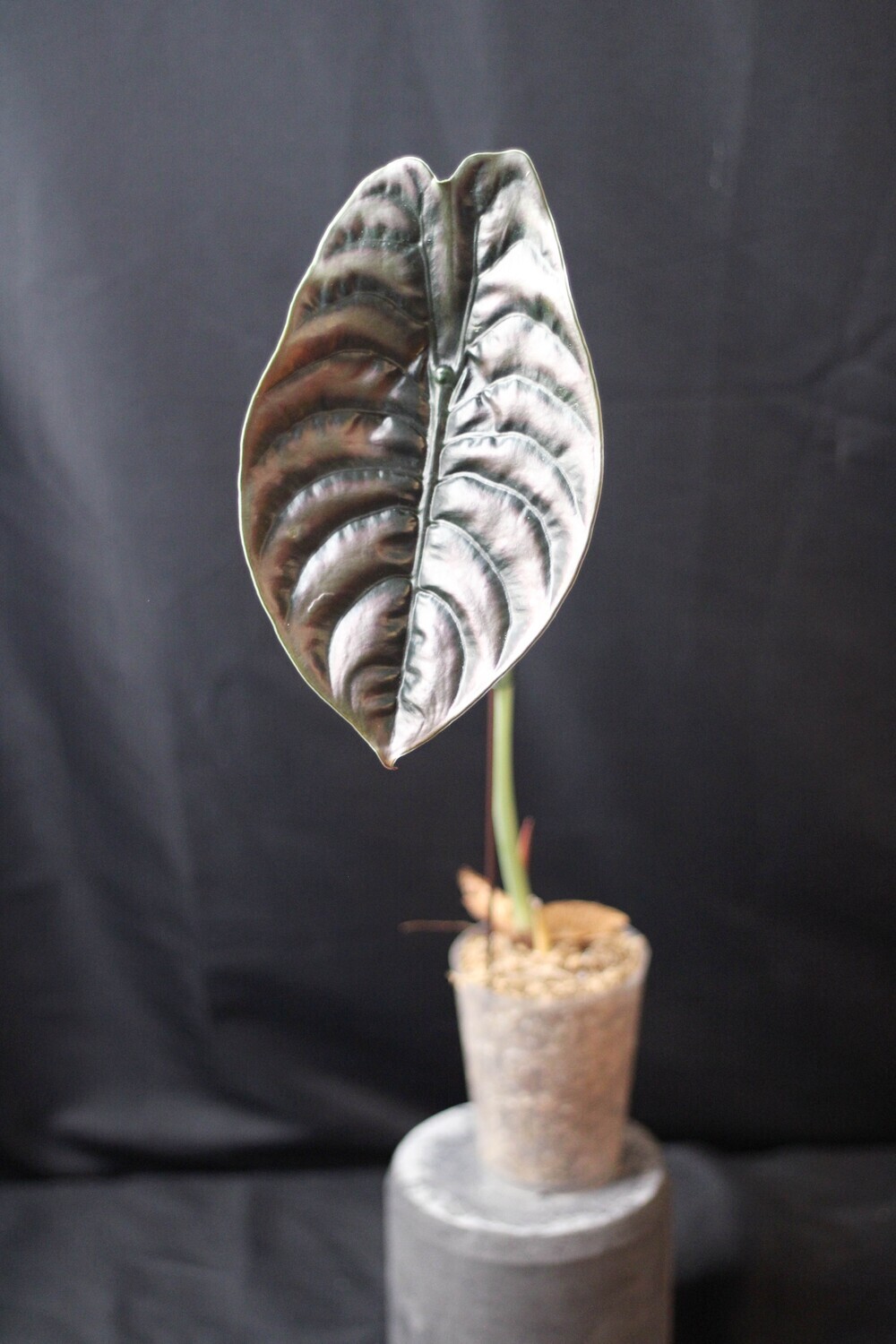 Alocasia Cuprea