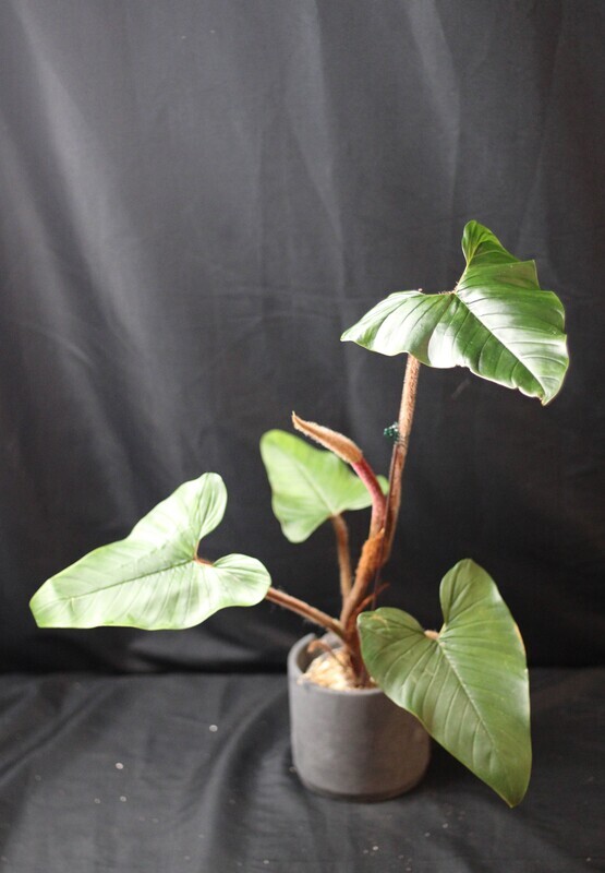 Philodendron Squamicaule - B