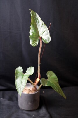 Philodendron Squamicaule - B