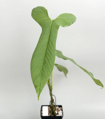 Anthurium Marmoratum x Longissimilobum Show