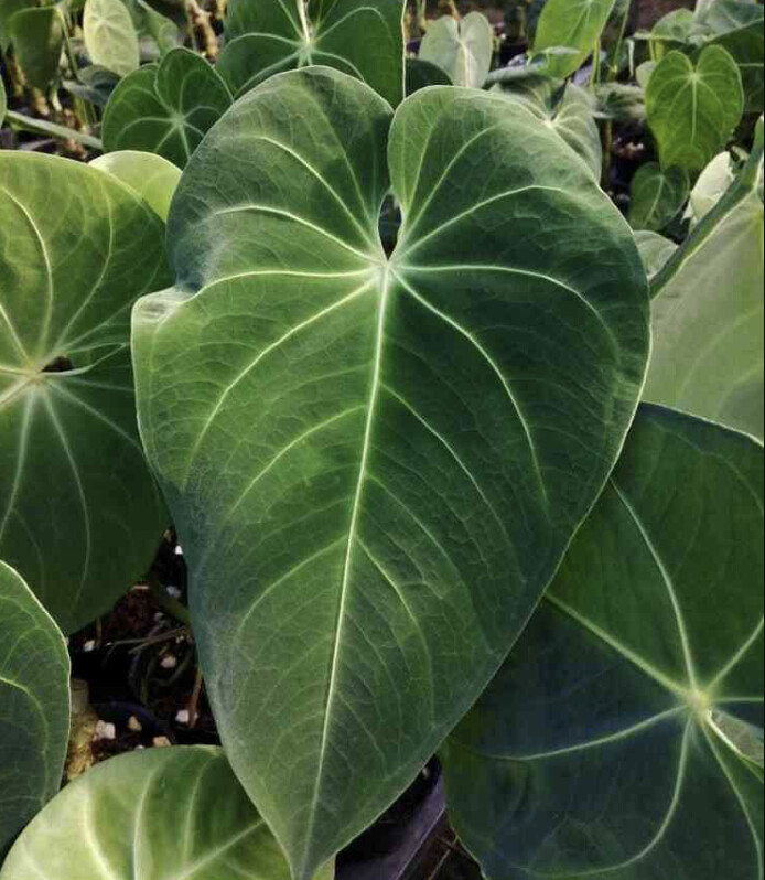 Anthurium Angamarcanum Show