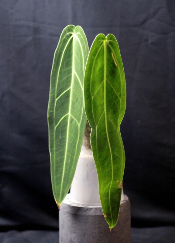 Anthurium Warocqueanum "Narrow Dark" A