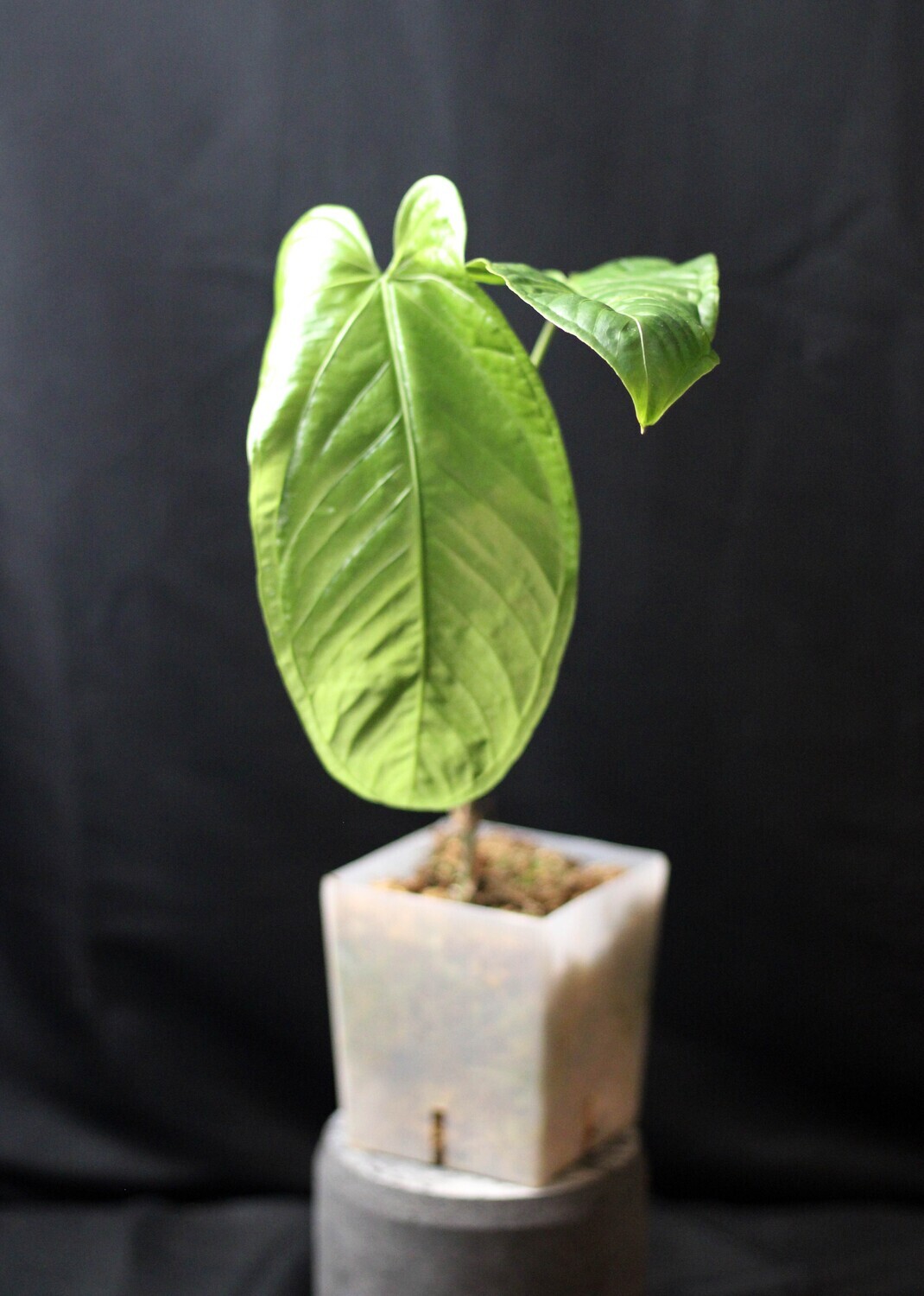 Anthurium Ecuadorensis - A