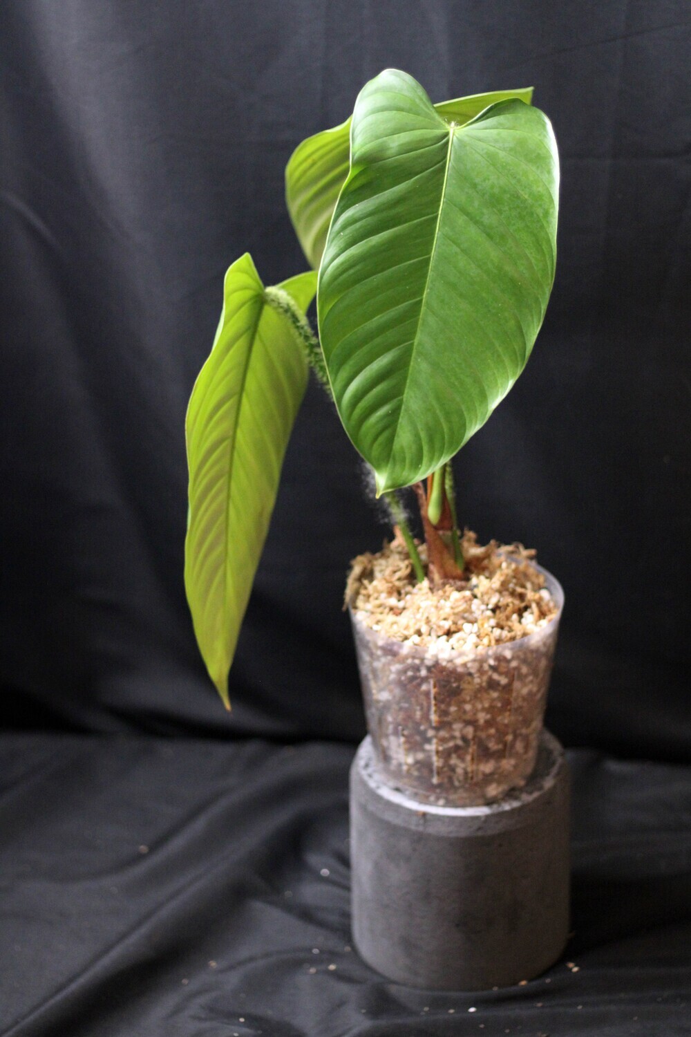 Philodendron Genevievianum - Z