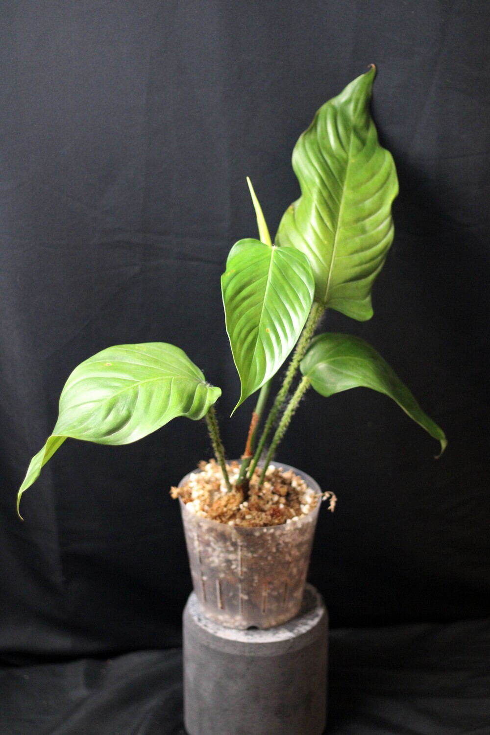 Philodendron Genevievianum - A