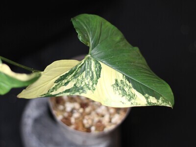 Syngonium Podophyllum “Aurea” - A