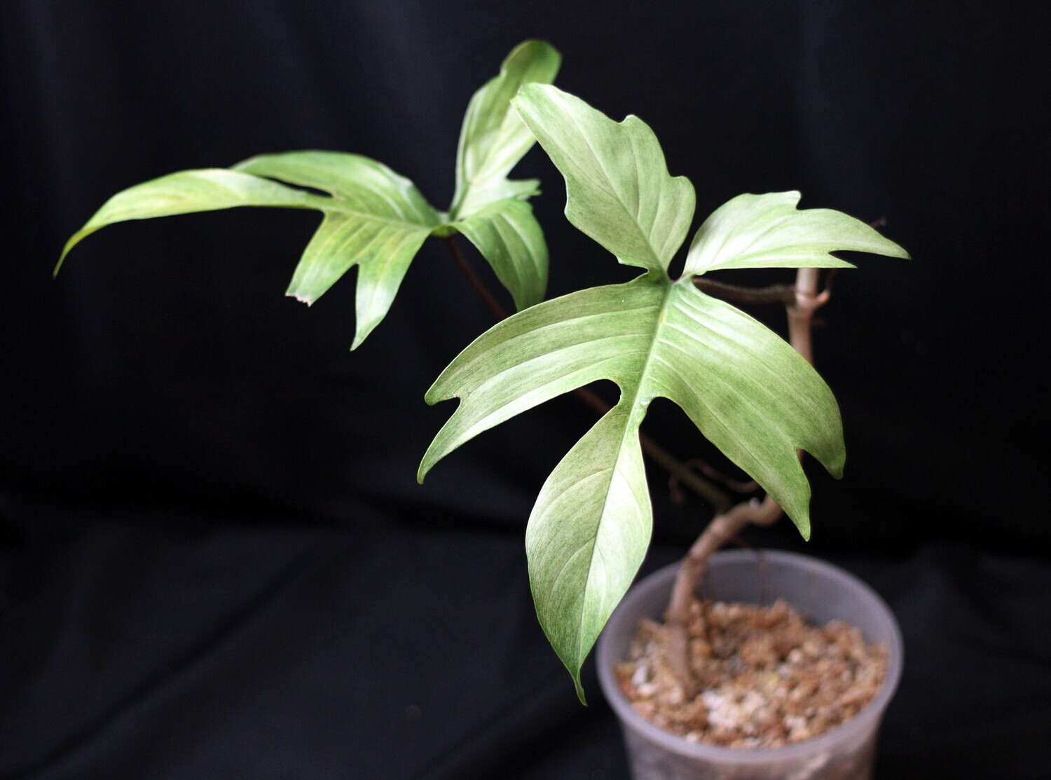 Philodendron Florida Ghost “Mint” - A
