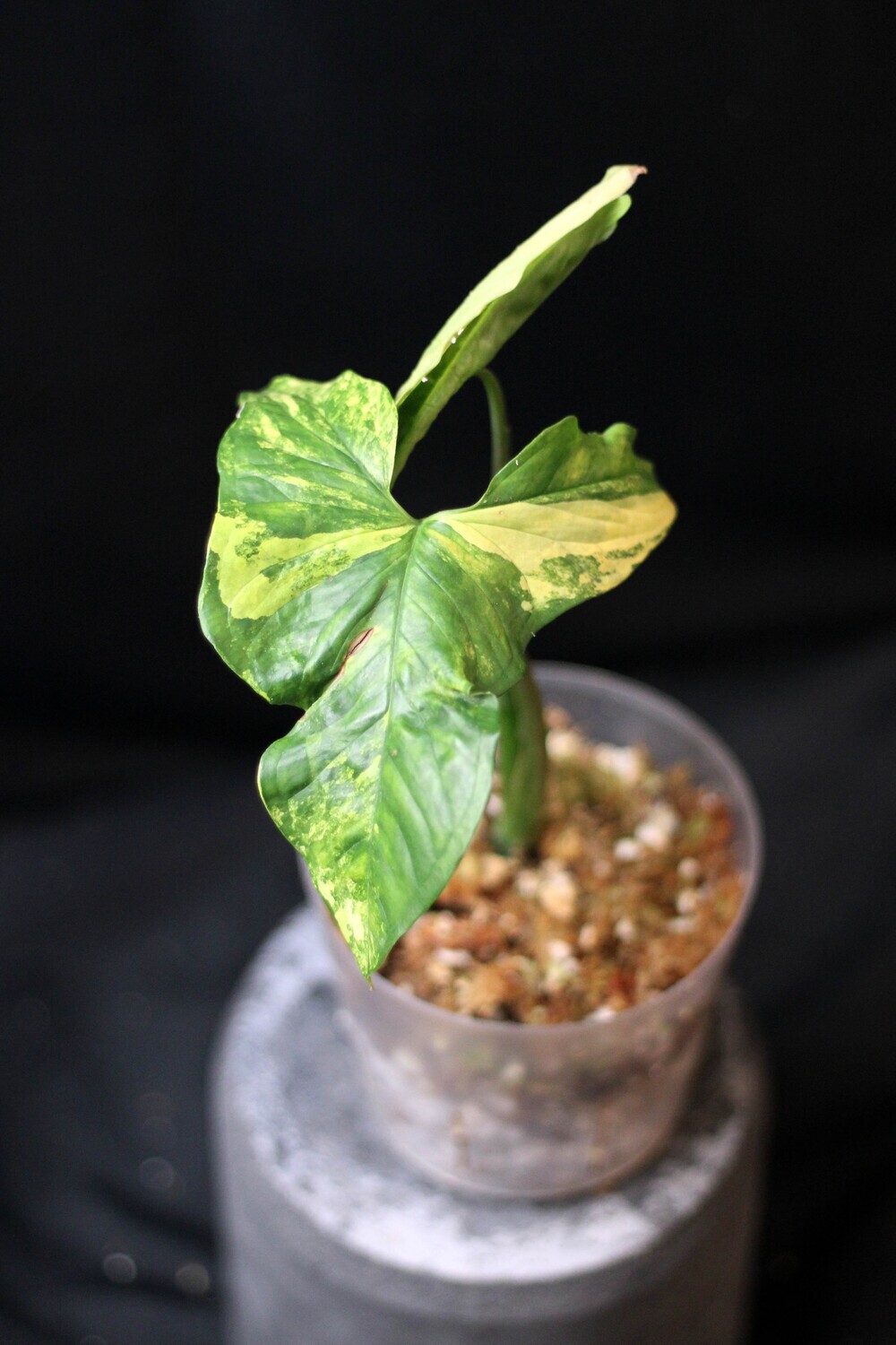 Syngonium Podophyllum “Aurea” - B