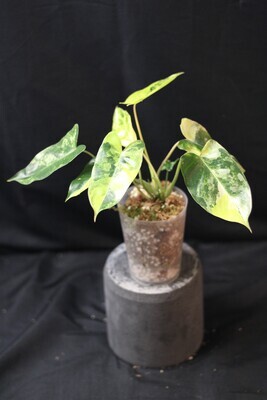 Philodendron Burle Marx Variegated - A