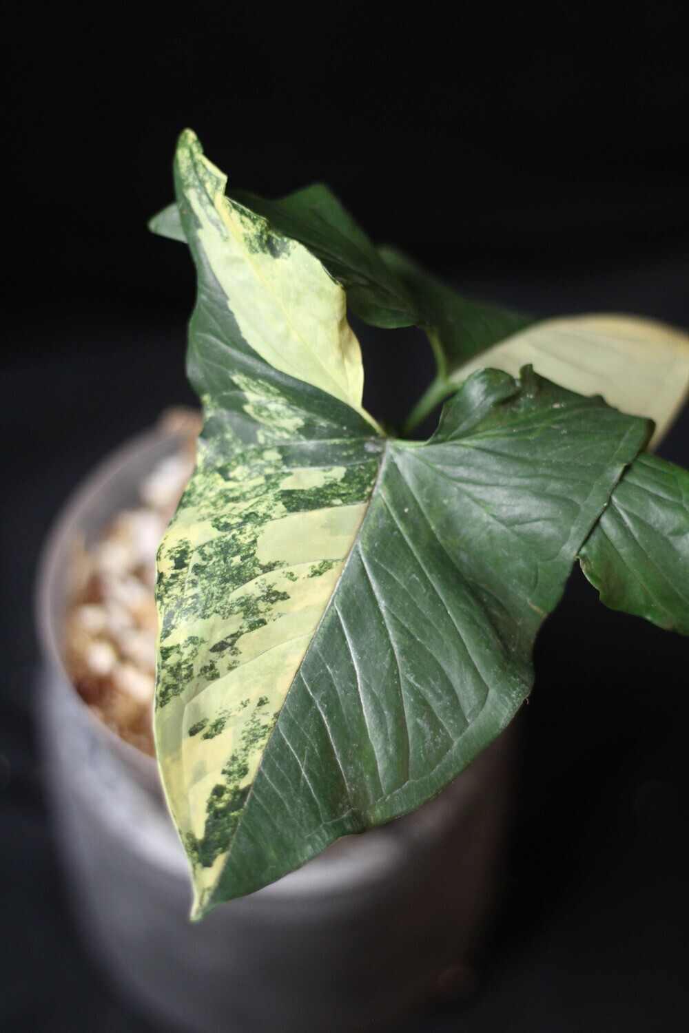 Syngonium Podophyllum “Aurea” - C