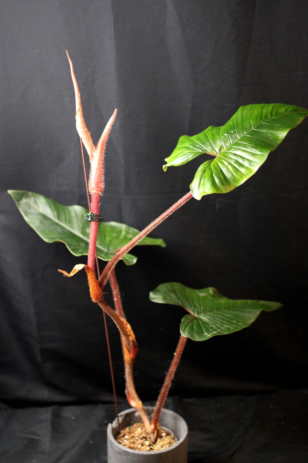 Philodendron Squamicaule - C