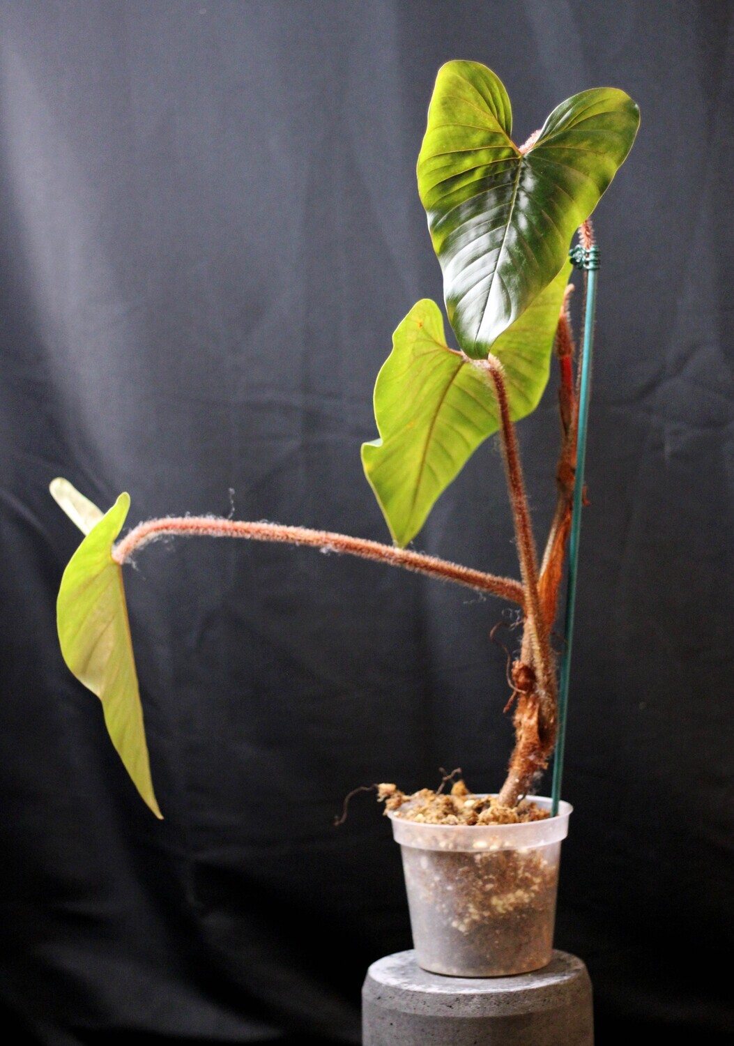Philodendron Squamicaule - A